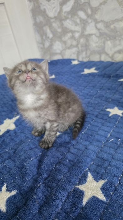 Продам шотландских котят