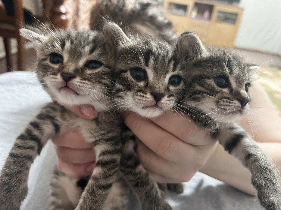 Отдам котят в хорошие руки