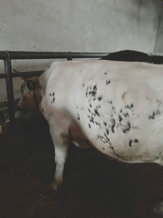 Семіз бұқалар сатылады