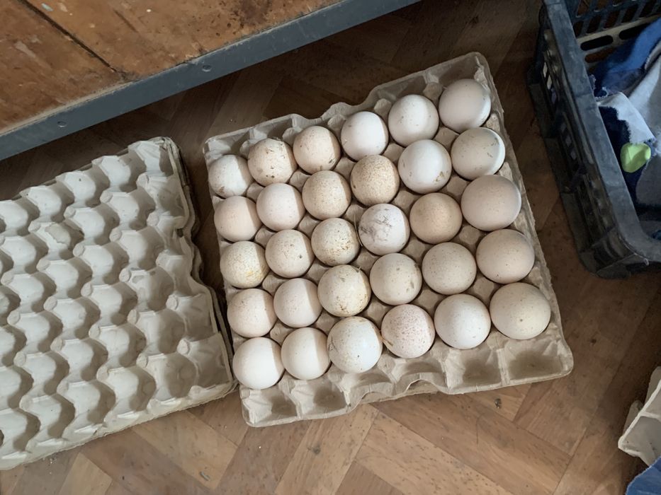 Индюшинные яйца для инкубатора