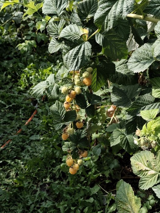 Саженцы Малина жёлтая двухурожайная