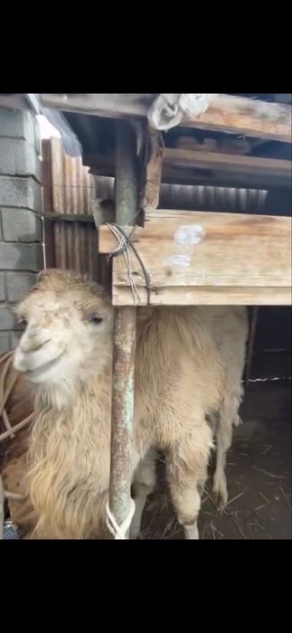 Ұрғашы Бота 1 жасар сатылады.