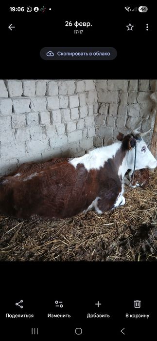 Бұзаулы сиыр үшінші тума.700мың Тасбөгетте