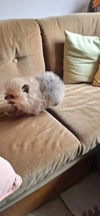 Мини мини Померан