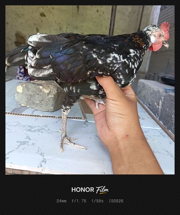 Vental toza zotli yaponlar sotiladi