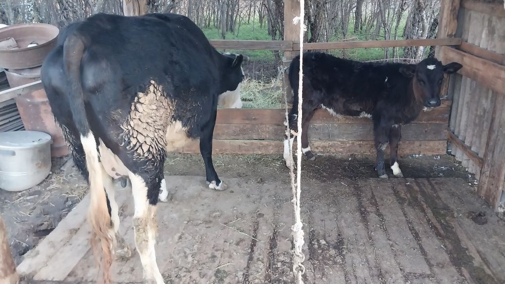 Сиыр, бұзуымен сатылады