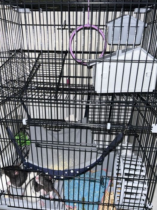 3х этажная клтека + корм+ лакомство