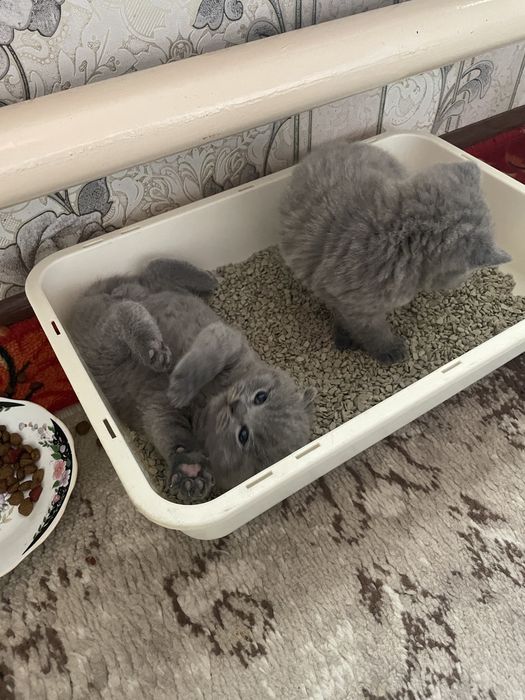 Продаются котята скоттиш фолд