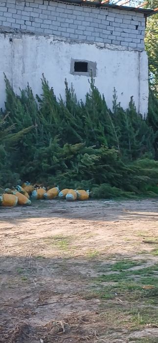 Kokarrishi o'zingizga  bogliq