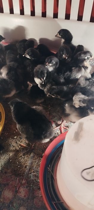 Цыплята австролорп