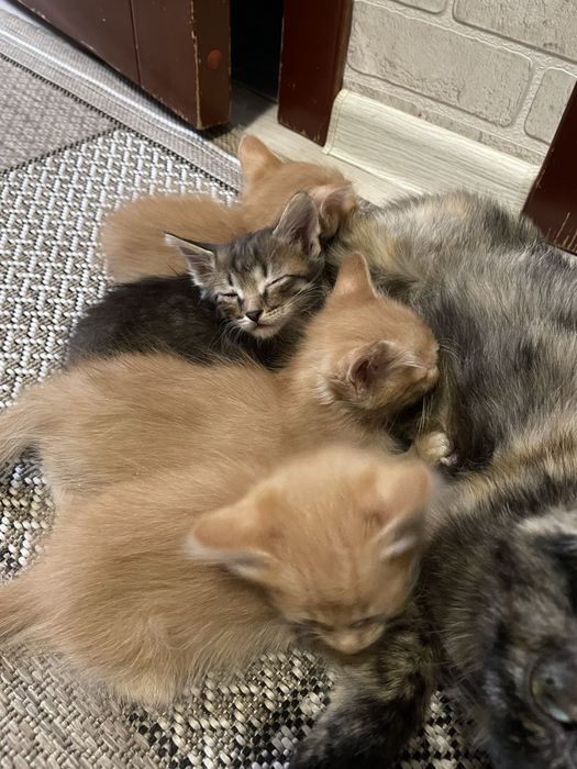 Отдаем котят в добрые руки