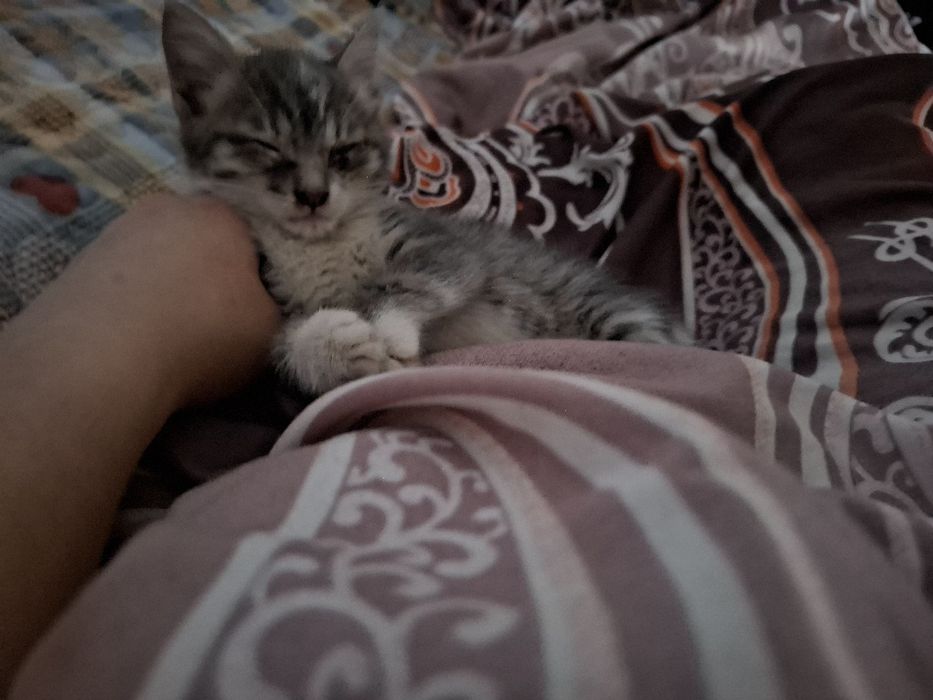 Кошка 4 месяца бесплатно