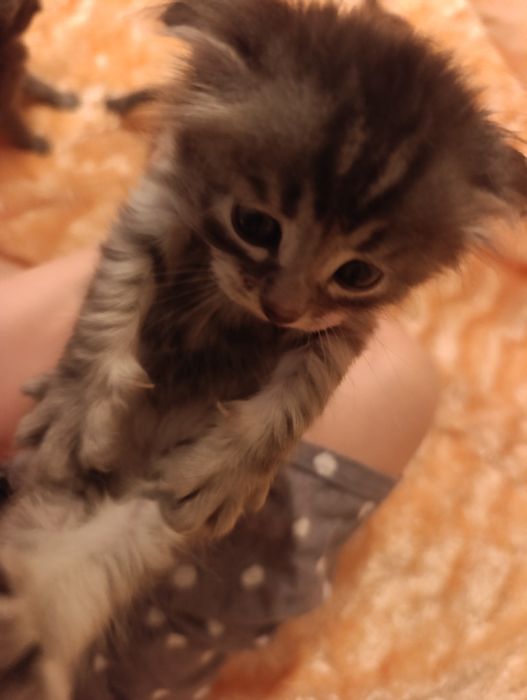 Кошки породистые