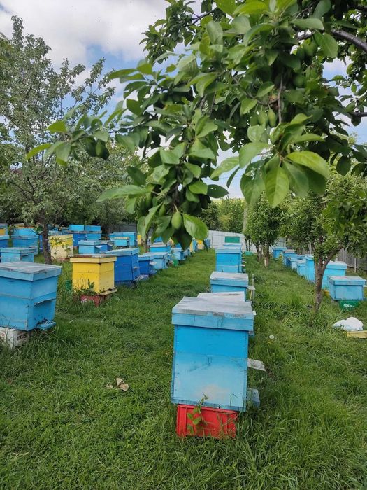 Vand 100 de stupi cu familii de albine