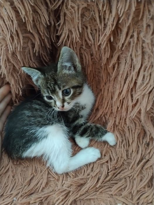 Отдам котят в добрые руки Бесплатно