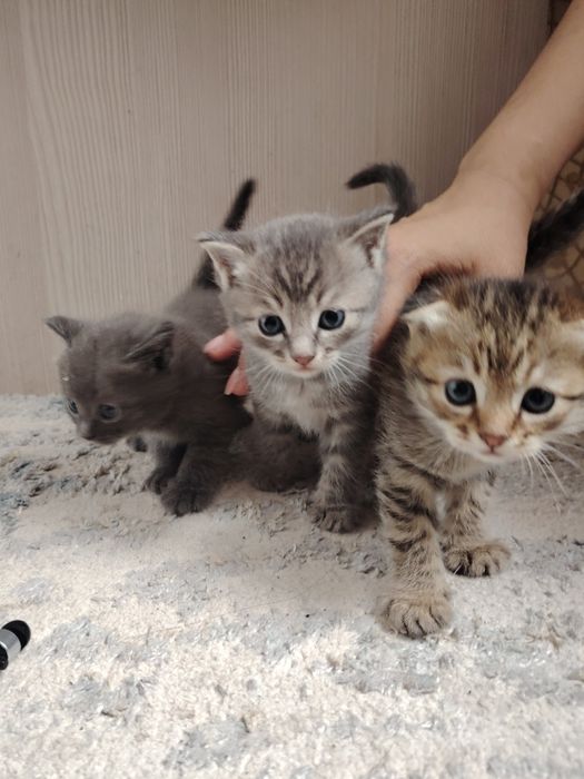 Красивые котята вислоухие