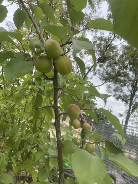 Pomi la ghiveci/Plantare pe tot timpul anului
