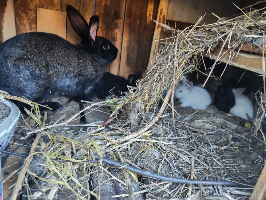 Продам Крольчат всего по 5000тг