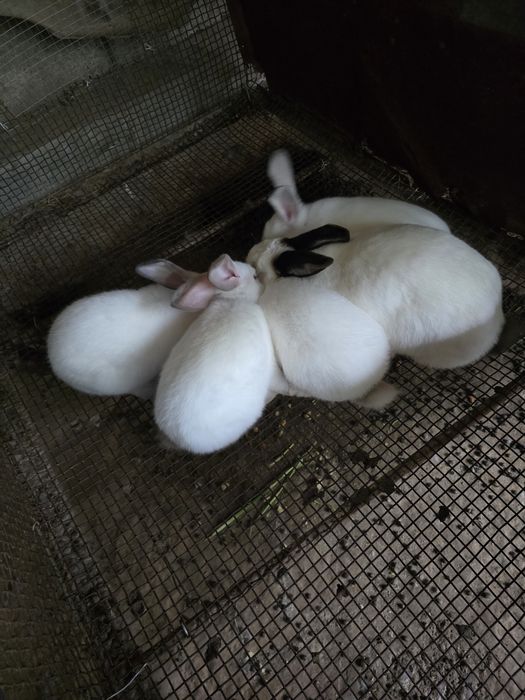 Продаются кролики