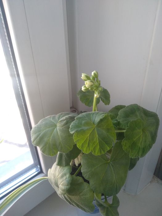 Комнатный цветок - герань , белого цвета.Растение молодое .