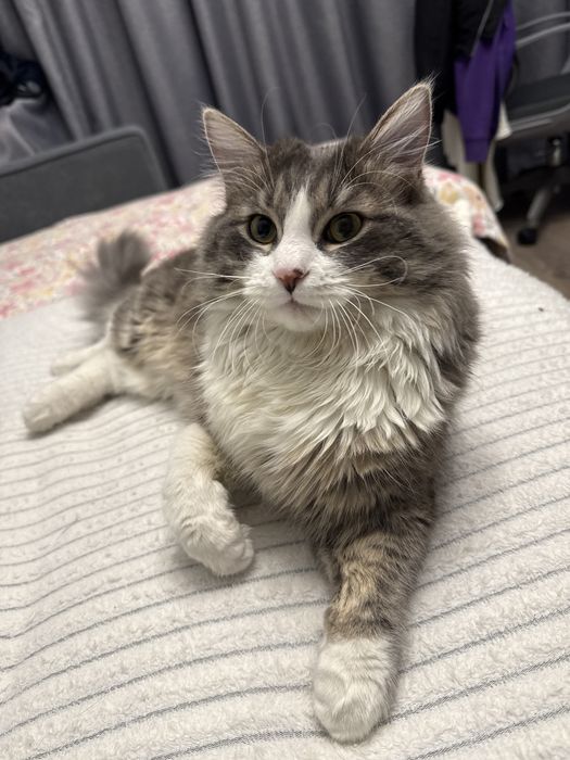 Спаривание кошки-самца