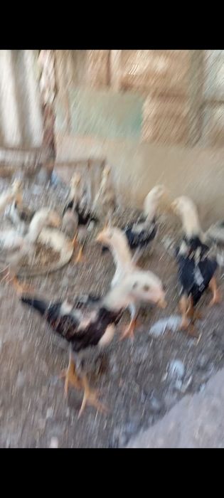 Жужалар сотилади