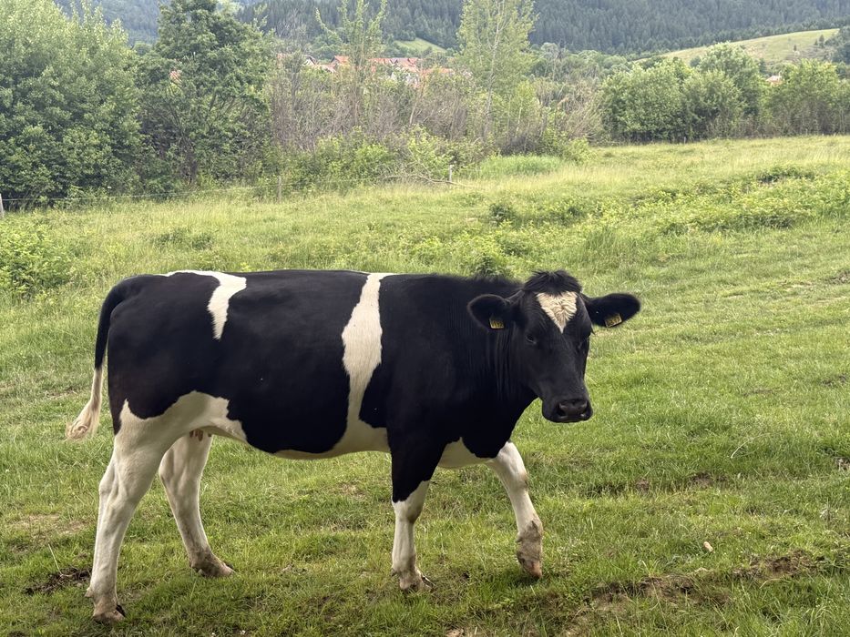 Juninci gestante