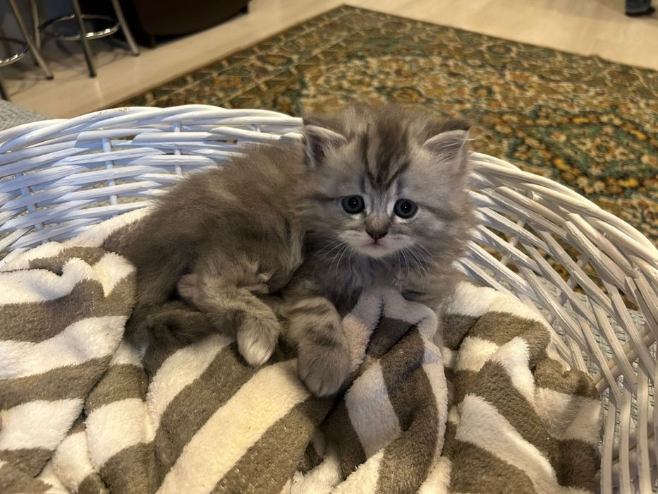 Котята. Шотландцы 25 000