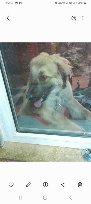 Отдадим в добрые руки