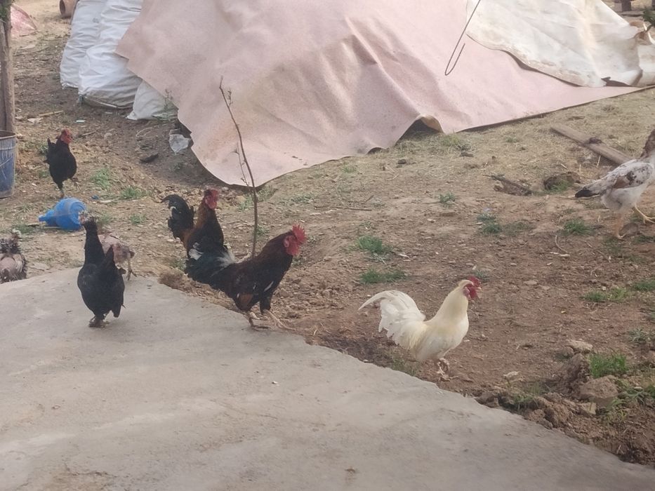 Японский кораздар сатылады