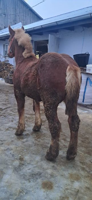 Vând manz semi greu