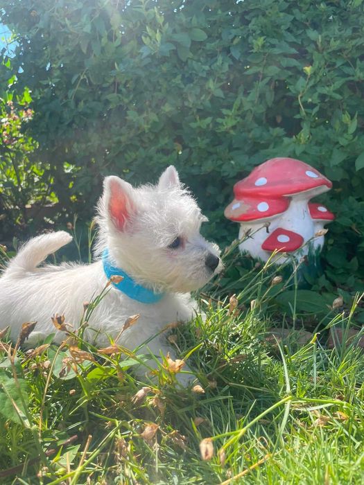 West Highland White Terrier