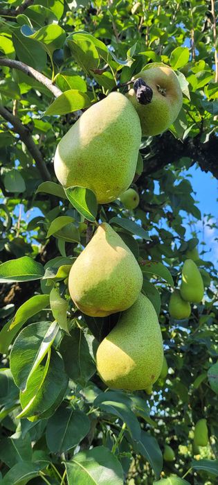 Pere "Margareta" - pentru masa si pentru industrie