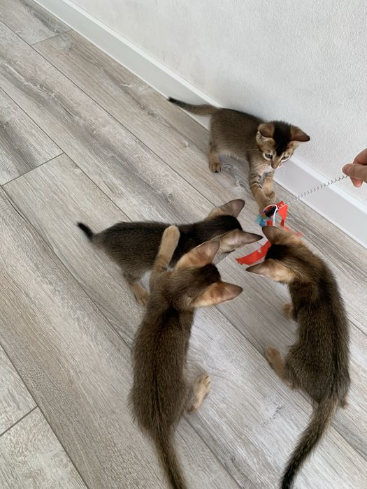 Абиссинский котенок