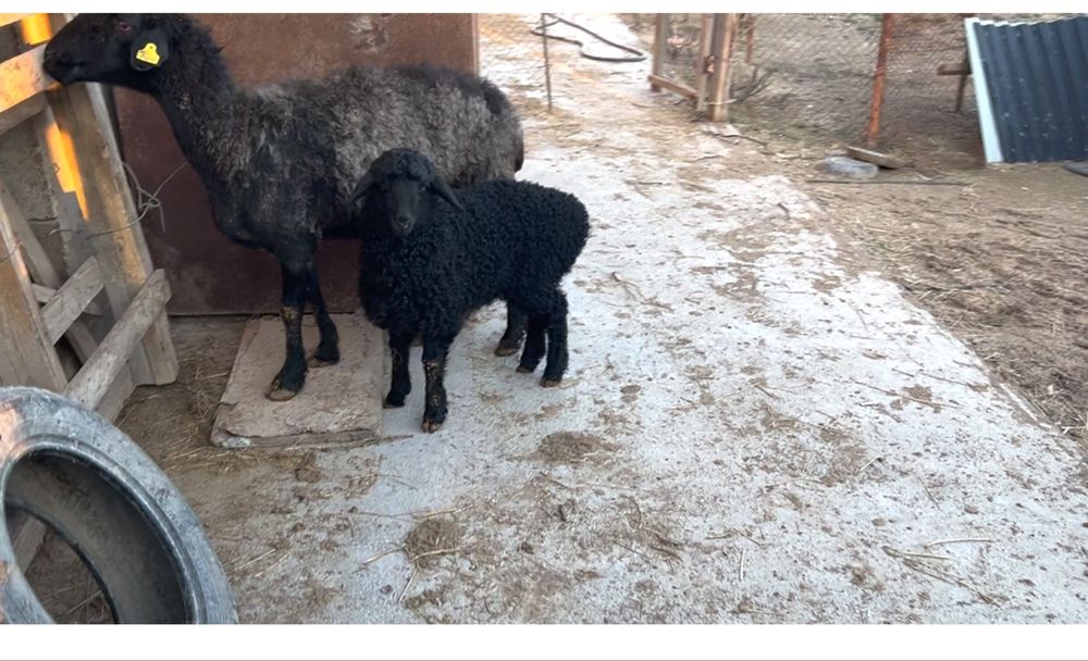 қозылы қой. 2жарым айлык