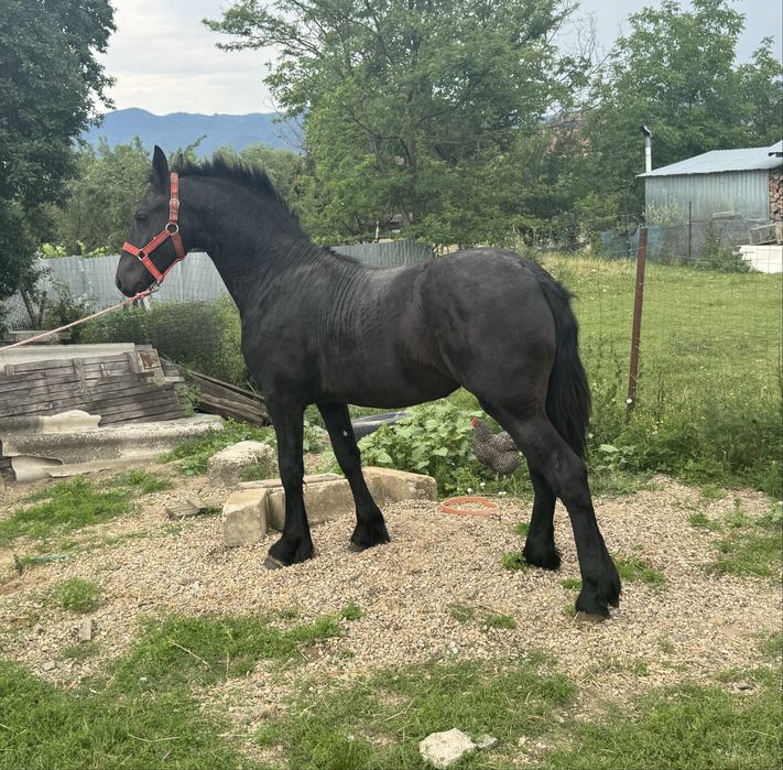 Manza Friesian/Frizian