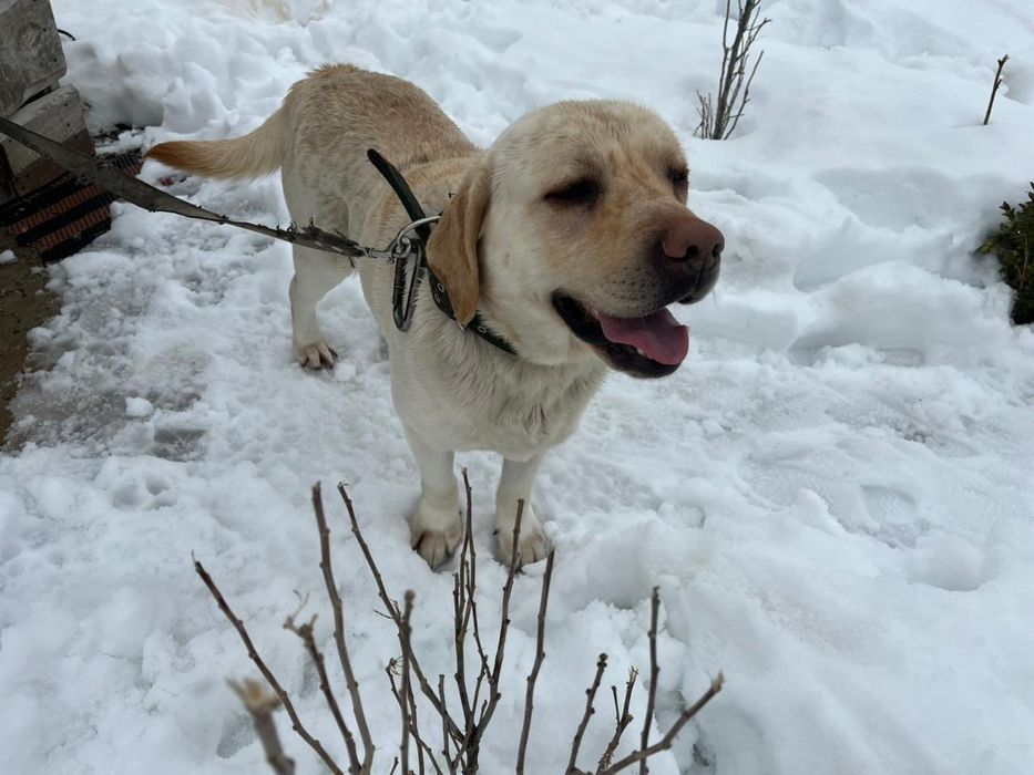 Лабрадор сатылады