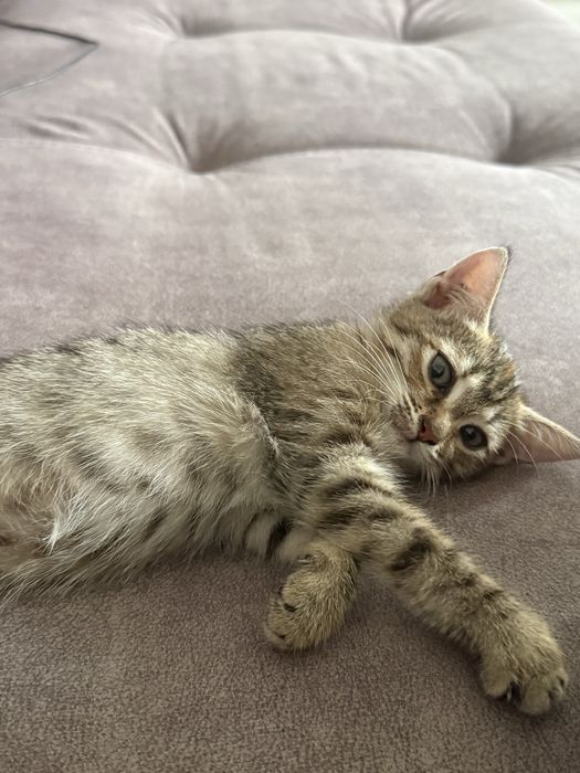 Котенок отдам в добрые руки