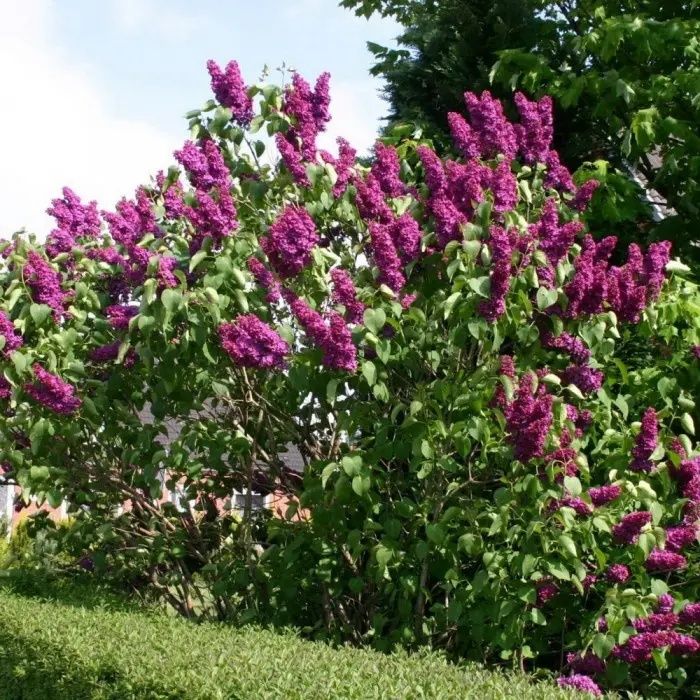 Кустарники всех видов