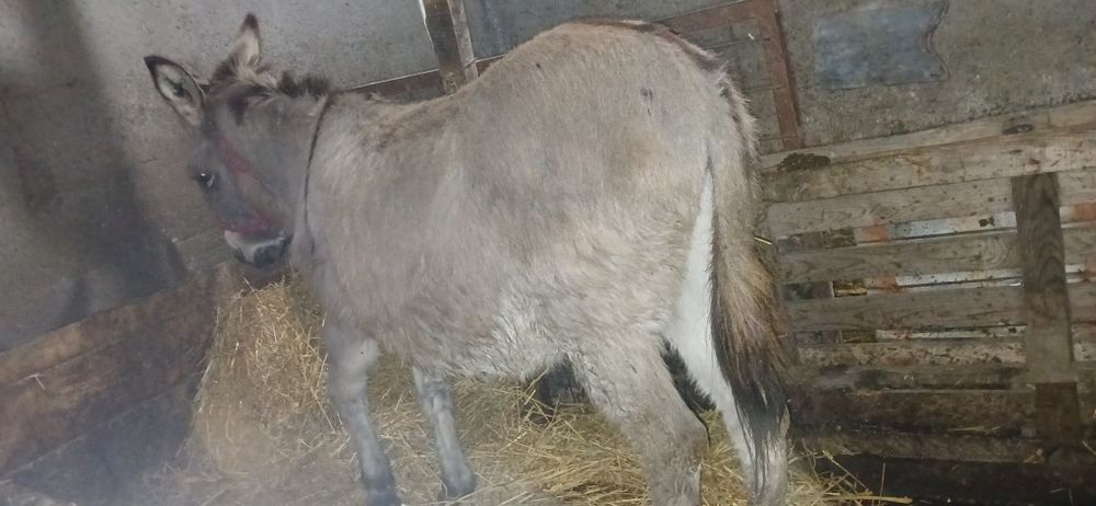 Vand măgar castrat tanăr