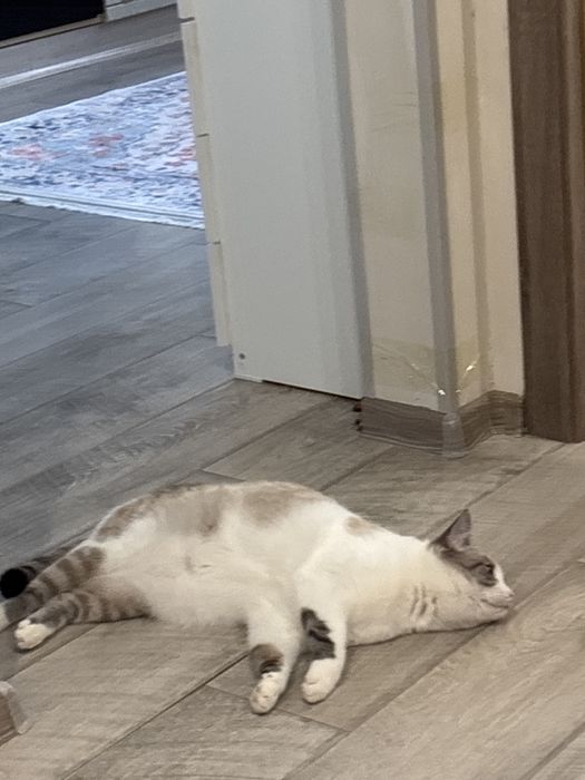 Отдам кошку в хорошие руки
