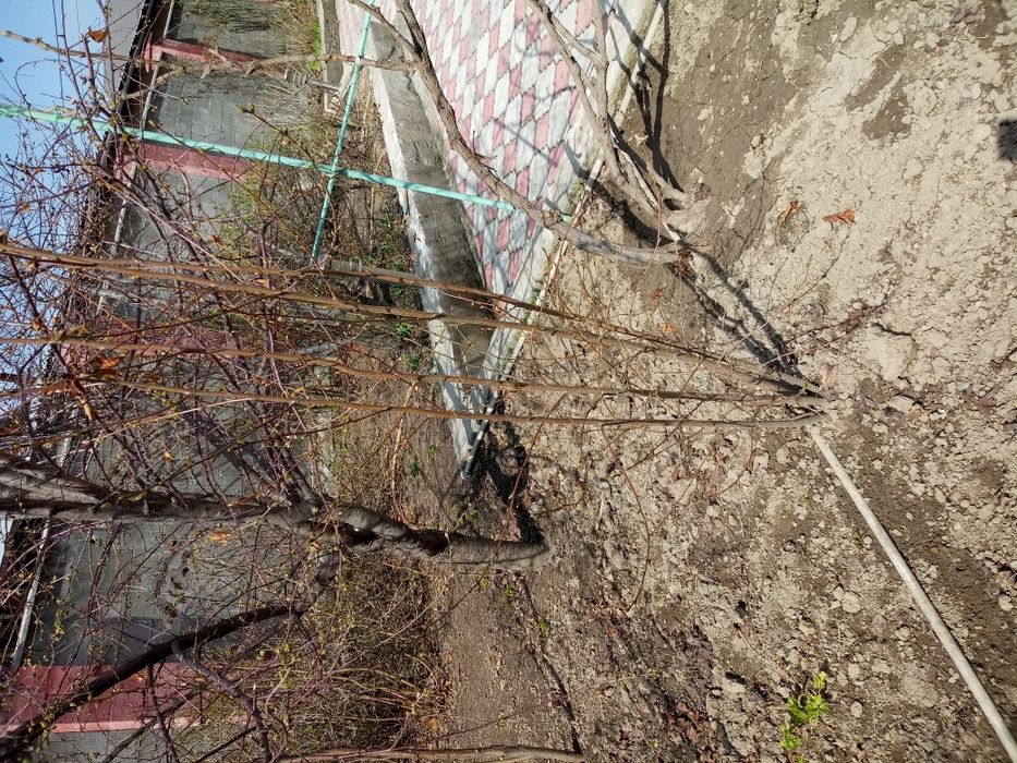 Вишнёвое деревце