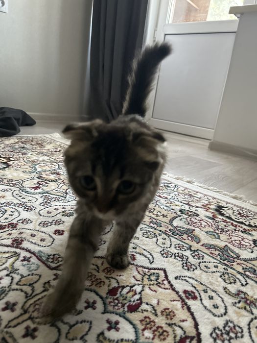 Вислоухая кошечка,девочка