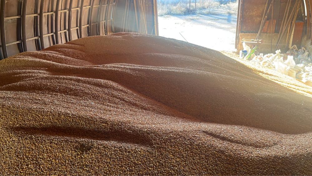 Кукуруза в зернах