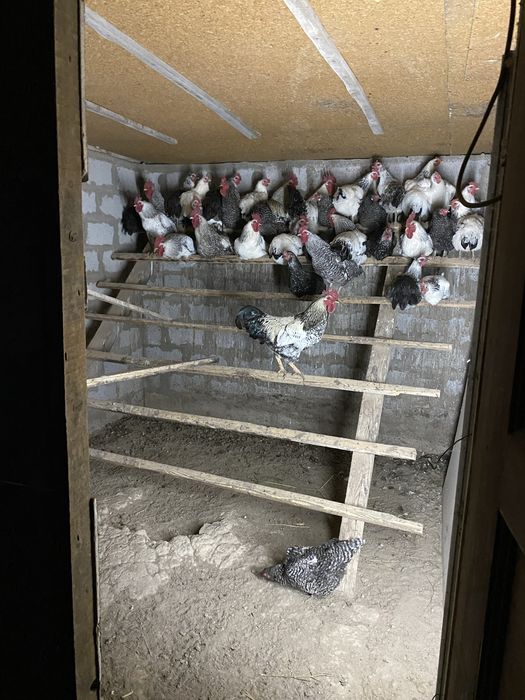 Продам петушков,писать в ватсс апп