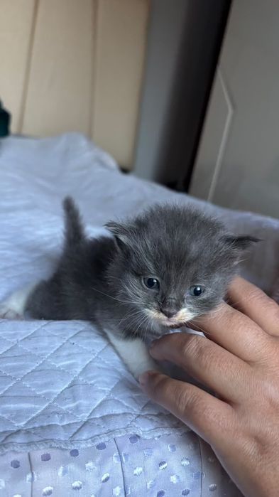 Отдам котят в хорошие руки