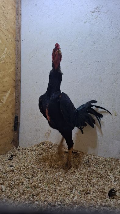 Продам петуха дакана