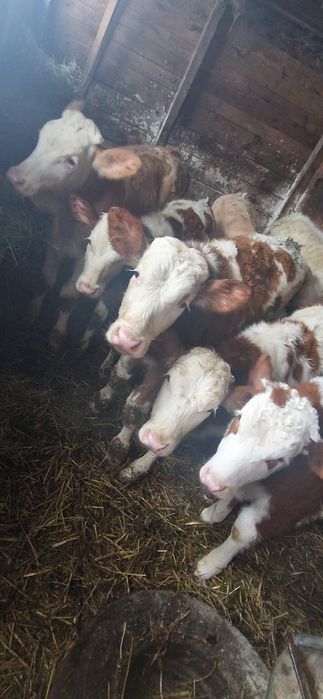 Vând vitei înțărcați