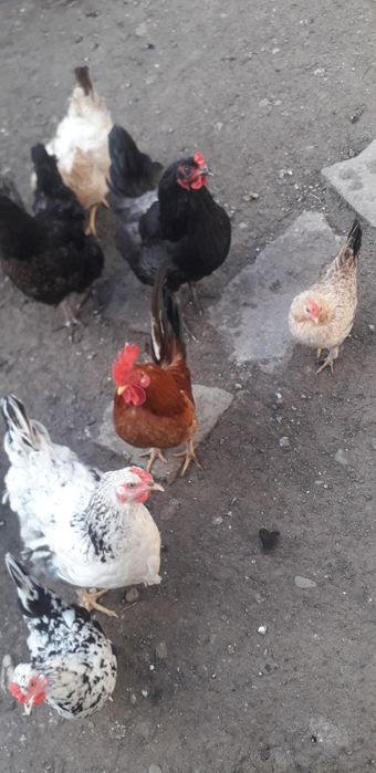 Vand sau schimb cu porumbei