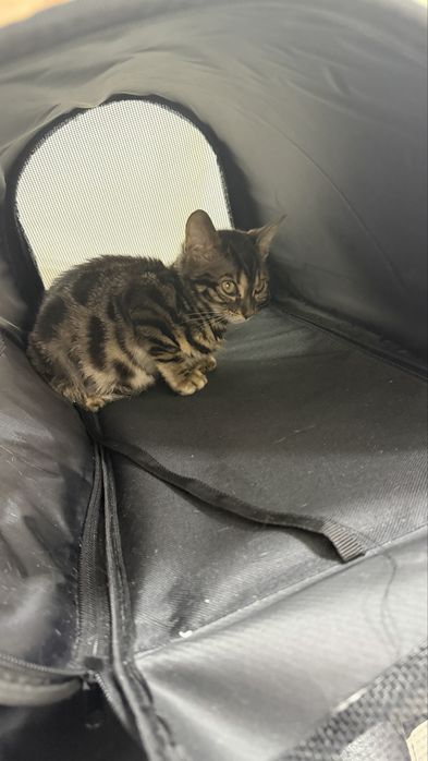 Бенгальская кошка